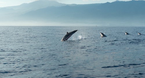 Passenger manifest and vessel management