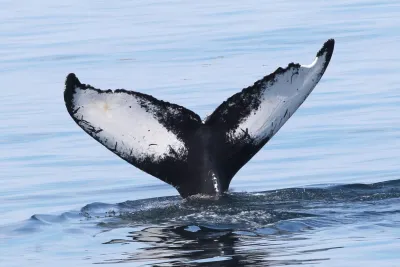 Bar Harbor Whale Watch Co. logo