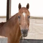 Acadia Horses logo