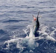 Fiesta Sportfishing logo