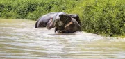 Phuket Elephant Sanctuary logo