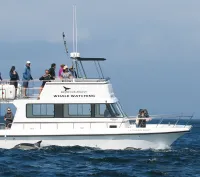 Simon's Town Boat Company logo