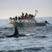 West Coast Aquatic Safaris logo