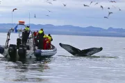 Whale Safari Iceland logo
